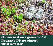 Killdeer nest on a green roof at Chicago's O'Hare Airport. Photo: Carly Eakin